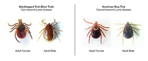 Deer Tick Compared To Dog Tick