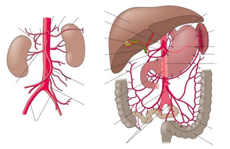 Verdauungssystem Gefässversorgung Arterien Diagram Quizlet