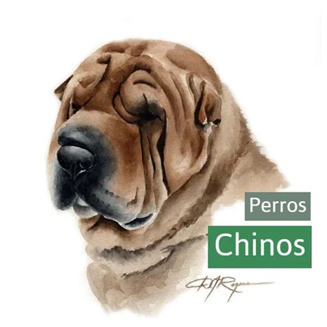 Perros Chinos Razas Milenarias Ex Ticas Para Conocer Smylepets