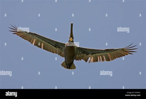 Brown Pelican in flight showing wingspan underparts Stock Photo - Alamy