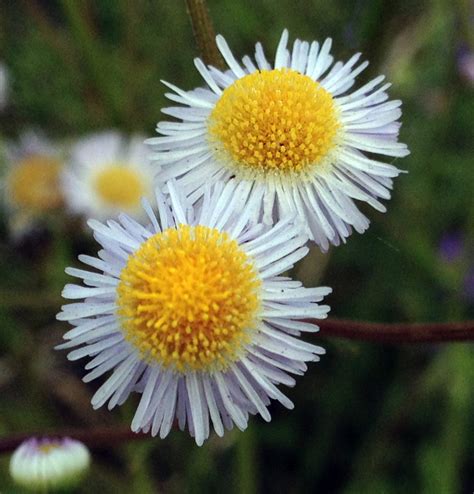 Cool native wildflowers for summer garden blooms