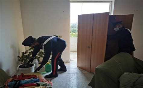 I Carabinieri Gli Perquisiscono La Casa E Lui Consegna La Droga Che