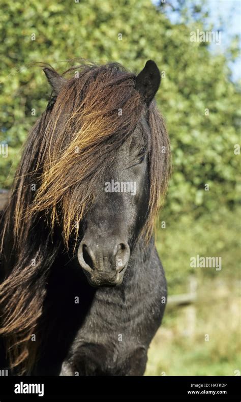 islandpony horse close  res stock photography  images alamy