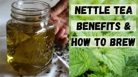 STINGING NETTLE TEA BENEFITS Nettle Tea Recipes Nettle Benefits