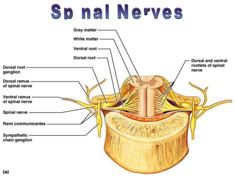 Spinal cord & nerves