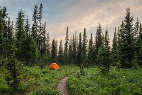 landscape plants trees camping green nature tents path