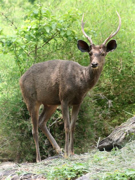 Filesambar Deer Cervus Unicolor Wikipedia