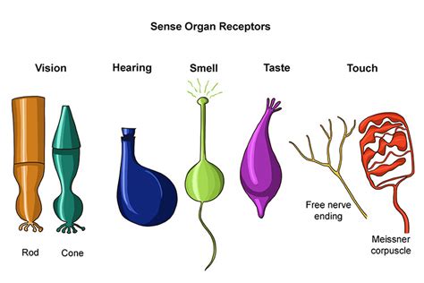 Ch 10 Sensory Physiology Diagram Quizlet