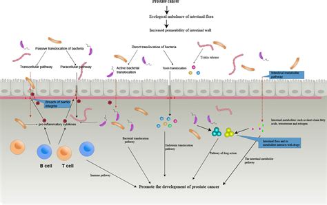 Frontiers Potential Role Of Gut Microbiota In Prostate Cancer