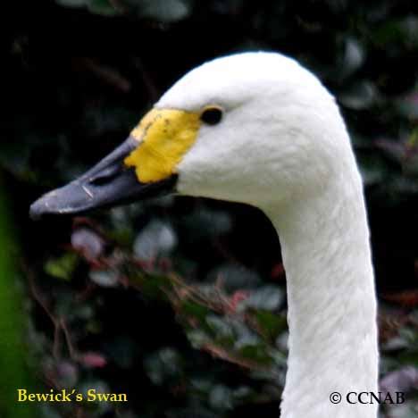 Swan Types - North American Birds - Birds of North America