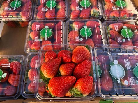 Berry People Expande El Programa De Fresas Org Nicas De Baja California