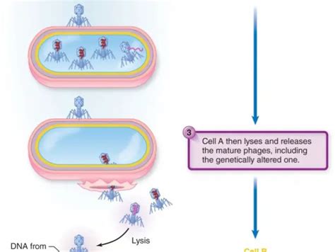 Specialized transduction: Mechanism • Microbe Online