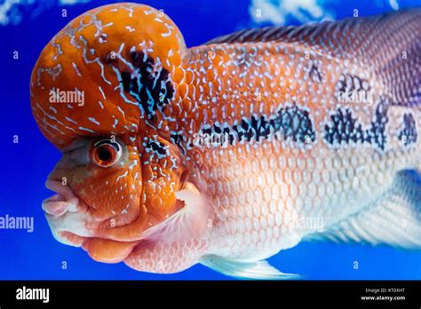 closeup big aquarium fish the flower horn Stock Photo - Alamy