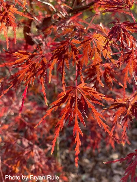 Buy Acer Palmatum Dissectum Seiryu Japanese Maple — Mr Maple │ Buy Japanese Maple Trees