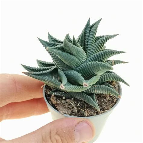 Haworthia Limifolia F Spiralis Cm Aloaceae Giromagi Vendita