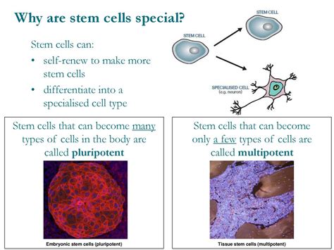 Introduction To Stem Cells Ppt Download