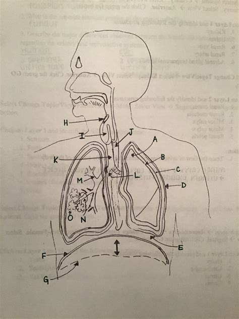 Lung Diagram Diagram Quizlet