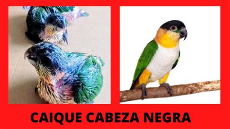 El Matamonos Loro Caique Cabeza Negra Hablando Papillero Bailando