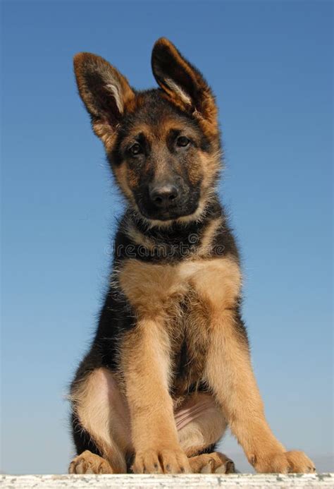 German Shepherd Dog Puppy 3 Months Old Lying Stock Photo Image Of