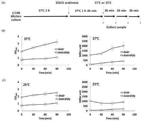 Figure S1 Up Regulation Of Rpos Translation By Endogenous Dsra In Hfq