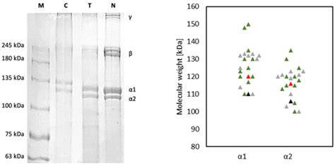 Polymers Special Issue Multi Functional Collagen Based Biomaterials