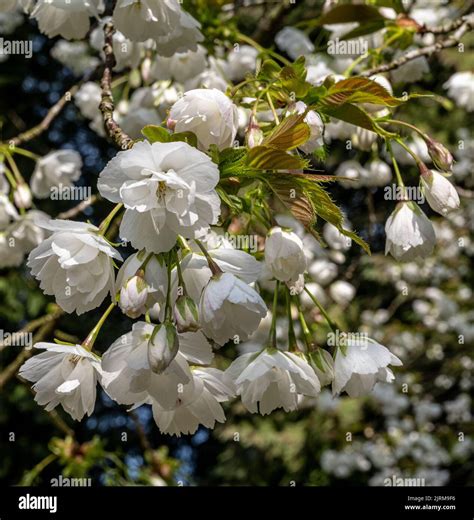 Cherry Blossom Japanese Cherry Prunus Shirotae Stock Photo Alamy