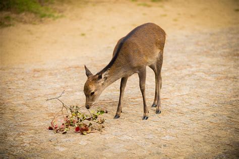 Devious Deer of Nara, Japan - Travel Caffeine