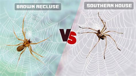 Brown Recluse Vs House Spider What Are Differences