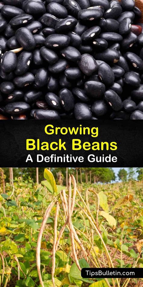 Growing Black Beans A Definitive Guide Artofit