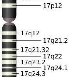 Figure A.1: Nomenclature of Chromosome bands of Chromosome 17 in ...