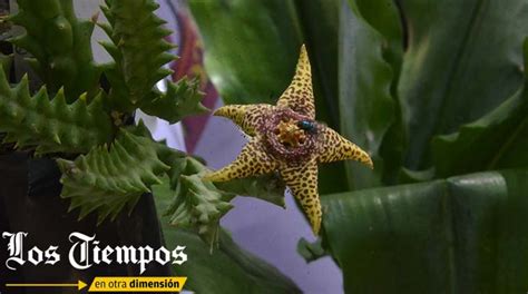 Los Tiempos On Twitter LTahora Cochabamba La Feria De Las Plantas