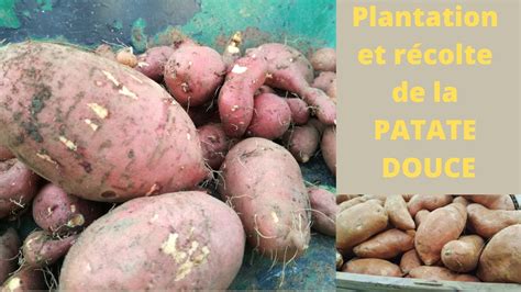 Cultiver la PATATE DOUCE 3 3 plantation et récolte YouTube