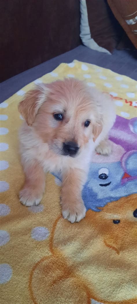 Golden Retriever Piotrkowice Olx Pl