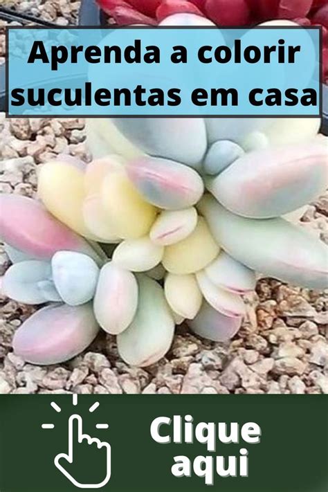 Aprenda A Colorir Suculentas Em Casa Um M Todo F Cil