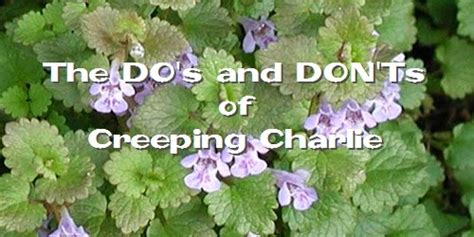 What to Do About Creeping Charlie Weed Control