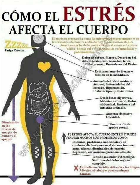 Cómo El Estrés Afecta Al Cuerpo