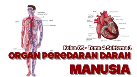 Organ Peredaran Darah Manusia