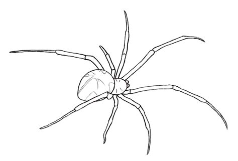 Free Printable Spider Drawings