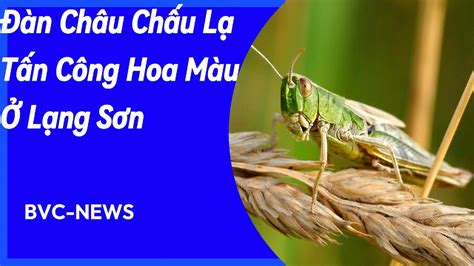 Tin Tức News Đàn Châu Chấu Lạ Bất Ngờ Tấn Công Hoa Màu Ở Tỉnh Lạng