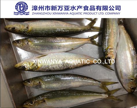 Frozen Whole Round Sardinella Fish China Frozen Whole Round