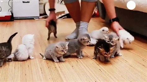 How I imagine kindergarten teachers | Kittens cutest, Cats and kittens ...