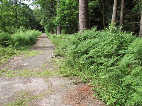 Bracken Beside The Path © Evelyn Simak Geograph Britain And Ireland