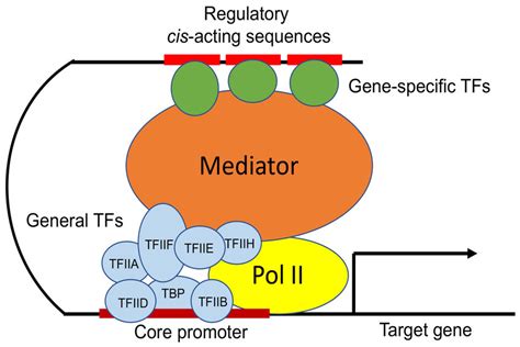 Eukaryotic Transcription Initiation By Rna Polymerase Ii Pol Ii