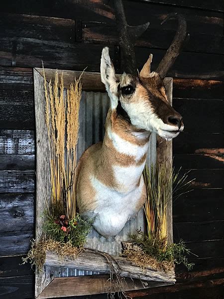 Personalized European Drop Down Pronghorn Taxidermy Mount Home Décor