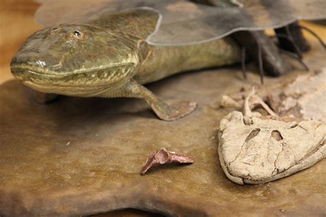 Tiktaalik