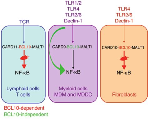 Summary of BCL10 dependent and independent NF κ Bmediated signaling