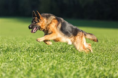 Are German Shepherds Used As Service Dogs