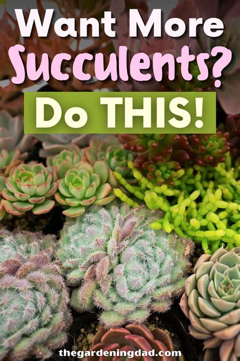 3 Easy Tips For Growing Succulents Indoors Outside Artofit