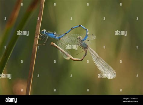 Insectos formando corazon fotografías e imágenes de alta resolución Alamy