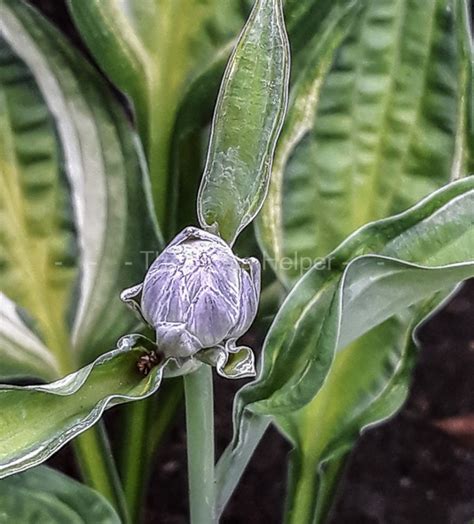 P15 Hosta Yellow Polka Dot Bikini From The Hosta Helper Presented